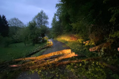 Baum
