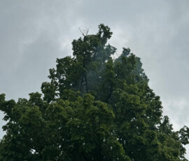 IMG-20240521-WA0029